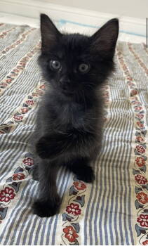 Rescue Domestic Medium Hair Cats for Adoption in Frisco, Texas - Skye | PetCurious