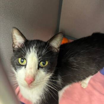 Leif -  Domestic Short Hair Cat for Adoption in Cedar Rapids, Iowa - Leif | PetCurious