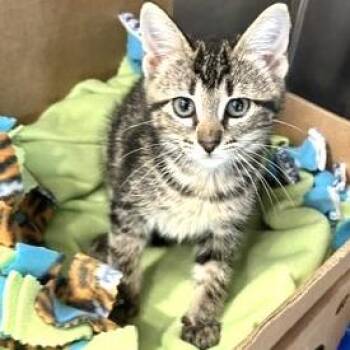 Cupcake -  Domestic Short Hair Cat for Adoption - Cupcake | PetCurious