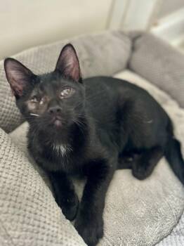 Marcel -  Domestic Short Hair Cat for Adoption in Murfreesboro, Tennessee - Marcel | PetCurious