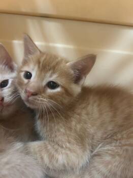 Domestic Short Hair Cats Available for Adoption in Winder, Georgia - 2026-05-080 | PetCurious