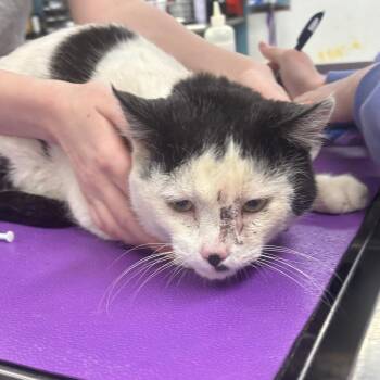 Domestic Short Hair Cats Available for Adoption - Cow | PetCurious