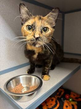 Linguine -  Domestic Short Hair Cat for Adoption in Liverpool, New York - Linguine | PetCurious
