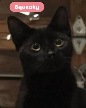 Squeaky ( Amazing kitten) -  Domestic Short Hair Cat Available for Adoption - Squeaky ( Amazing Kitten) | PetCurious