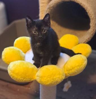 Rescue Domestic Short Hair Cats for Adoption in Pickering, Ontario - Robin | PetCurious