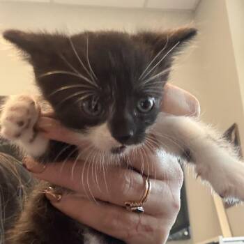 Martini -  Domestic Short Hair Cat for Adoption in Midland, Texas - Martini | PetCurious