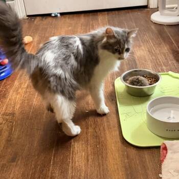 Jemma -  Domestic Long Hair Cat for Adoption in Chicago, Illinois - Jemma | PetCurious