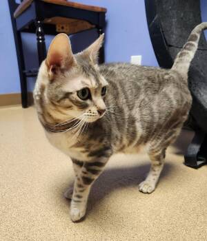 Bengal Cats Available for Adoption in Brookings, South Dakota - Freya | PetCurious