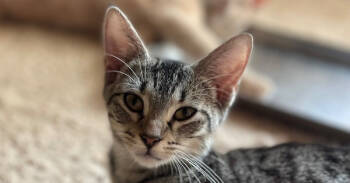 Rescue Domestic Short Hair Cats for Adoption in Newnan, Georgia - Annabeth | PetCurious