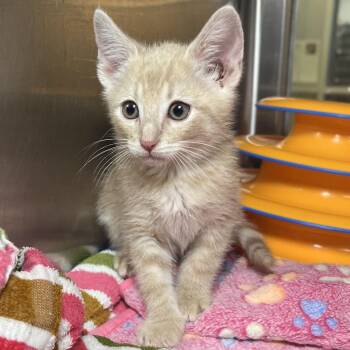 Downy -  Domestic Short Hair Cat for Adoption in Palm Springs, California - Downy | PetCurious
