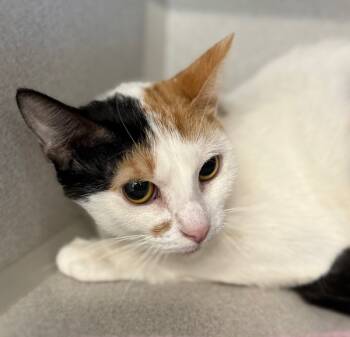 Rescue Domestic Short Hair Cats for Adoption in Sheboygan, Wisconsin - Sakura | PetCurious