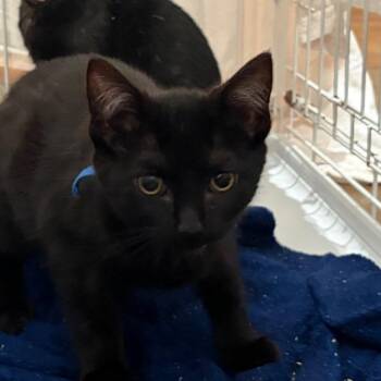 Zara -  Domestic Short Hair Cat for Adoption in Cumming, Georgia - Zara | PetCurious