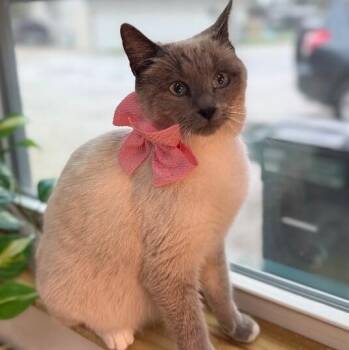 Queenie Velvet Whiskers -  Snowshoe and Domestic Short Hair Cat for Adoption in Friendswood, Texas - Queenie Velvet Whiskers | PetCurious