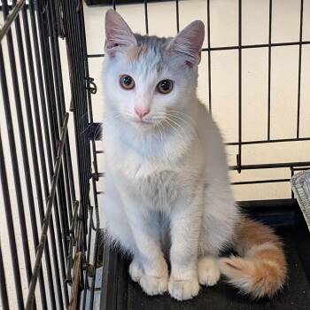 Pansy -  Domestic Short Hair Cat for Adoption in Huntington, West Virginia - Pansy | PetCurious