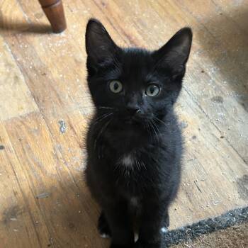 Abby Shelton CS 0426 -  Domestic Short Hair Cat for Adoption - Abby Shelton CS 0426 | PetCurious