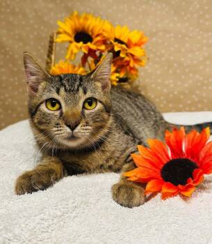 Bro -  Domestic Short Hair Cat for Adoption in Groveland, Massachusetts - Bro | PetCurious