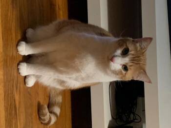 Pumpkin LW (PetSmart Laurens Rd) -  Domestic Short Hair Cat for Adoption in Greenville, South Carolina - Pumpkin LW (PetSmart Laurens Rd) | PetCurious