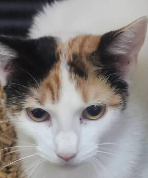 Heidi -  Domestic Short Hair Cat for Adoption in Little Rock, Arkansas - Heidi | PetCurious