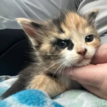 Abigail -  Domestic Short Hair Cat for Adoption in Winchester, Virginia - Abigail | PetCurious