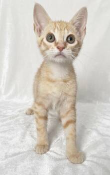Butters -  Domestic Short Hair Cat Available for Adoption in Miami, Florida - Butters | PetCurious
