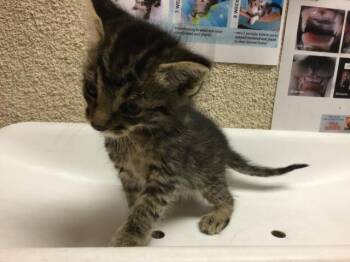 JAKE -  Domestic Short Hair Cat for Adoption in Riverside, California - JAKE | PetCurious
