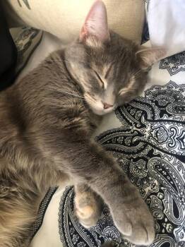 Sicily -  Domestic Short Hair Cat for Adoption in New York, New York - Sicily | PetCurious