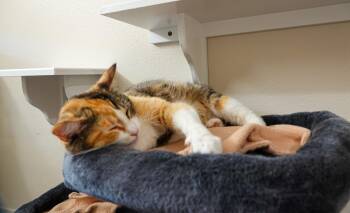 Domestic Short Hair Cats Available for Adoption in Boise, Idaho - Beth | PetCurious
