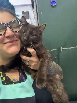 Xander -  Domestic Short Hair Cat for Adoption in Mishawaka, Indiana - Xander | PetCurious