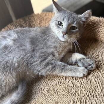 Tango Gentle Heart Blossom -  Tabby and Domestic Short Hair Cat for Adoption in Friendswood, Texas - Tango Gentle Heart Blossom | PetCurious