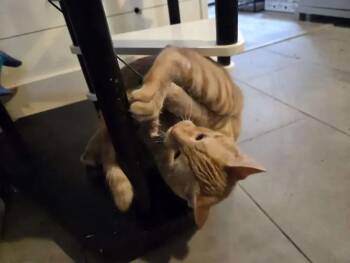 Domestic Short Hair Cats Available for Adoption - Sunshine | PetCurious