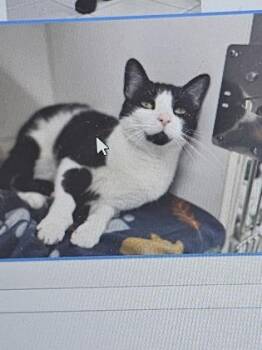 Domestic Short Hair Cats Available for Adoption in Cincinnati, Ohio - Ace V | PetCurious