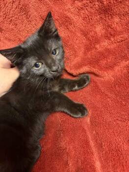 Moolah -  Domestic Short Hair Cat for Adoption in Greensboro, North Carolina - Moolah | PetCurious