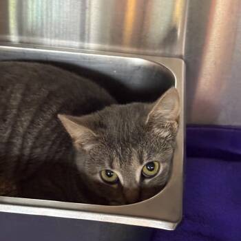 Merlin -  Domestic Short Hair Cat for Adoption in Shinnston, West Virginia - Merlin | PetCurious