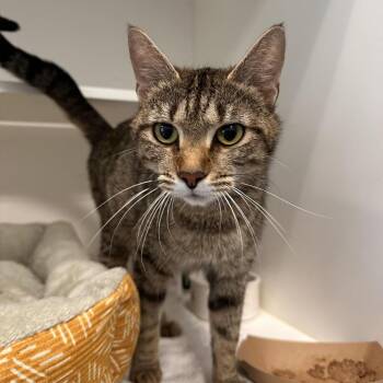 Domestic Short Hair Cats Available for Adoption in Greensboro, North Carolina - Mrs. Banks | PetCurious