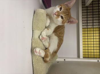 Rescue Domestic Short Hair Cats for Adoption in Lyndhurst, New Jersey - Dewey | PetCurious