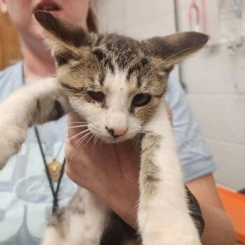 Flint -  Domestic Short Hair Cat for Adoption in Evensville, Tennessee - Flint | PetCurious