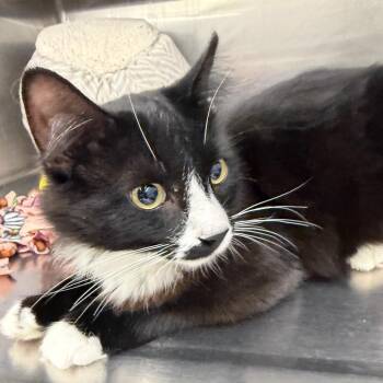 George -  Domestic Medium Hair Cat for Adoption in Buffalo, New York - George | PetCurious