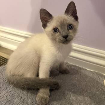 Domestic Short Hair and Siamese Cats Available for Adoption in Ferndale, Michigan - Rigatoni | PetCurious