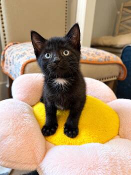 Rolo -  Domestic Short Hair Cat for Adoption in Victor, New York - Rolo | PetCurious