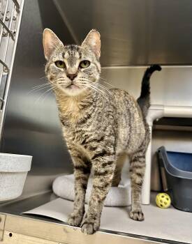 Flicker -  Domestic Short Hair Cat for Adoption in Parsippany-troy Hills, New Jersey - Flicker | PetCurious