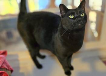 Rescue Domestic Short Hair Cats for Adoption in Vancouver, Washington - Wynn | PetCurious