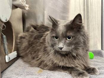 Domestic Long Hair Cats Available for Adoption - JACK | PetCurious
