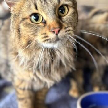 Rescue Domestic Medium Hair Cats for Adoption in Nampa, Idaho - Pecan | PetCurious