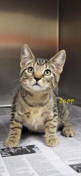 Zapp -  Domestic Short Hair Cat for Adoption in Marion, Mississippi - Zapp | PetCurious