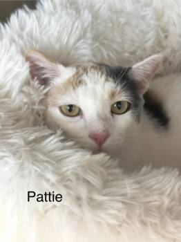 Pattie -  Calico Cat for Adoption - Pattie | PetCurious