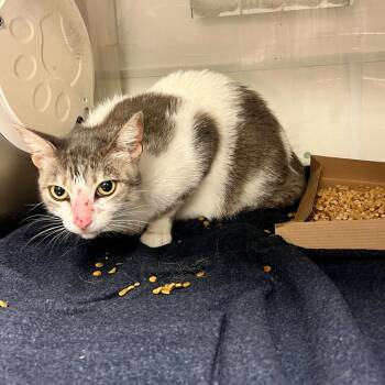 Domestic Short Hair Cats Available for Adoption in Edinburg, Texas - Candy Apple | PetCurious