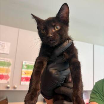 Chesney -  Domestic Short Hair Cat for Adoption in Huntington, West Virginia - Chesney | PetCurious