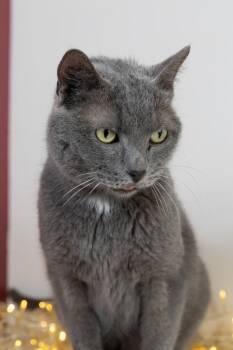Russian Blue and Domestic Short Hair Cats Available for Adoption - Ice Ice Baby | PetCurious