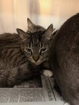 CAMILA -  Domestic Short Hair Cat for Adoption in Thousand Palms, California - CAMILA | PetCurious