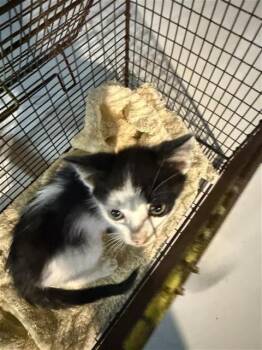 GINO -  Domestic Short Hair Cat for Adoption in San Antonio, Texas - GINO | PetCurious